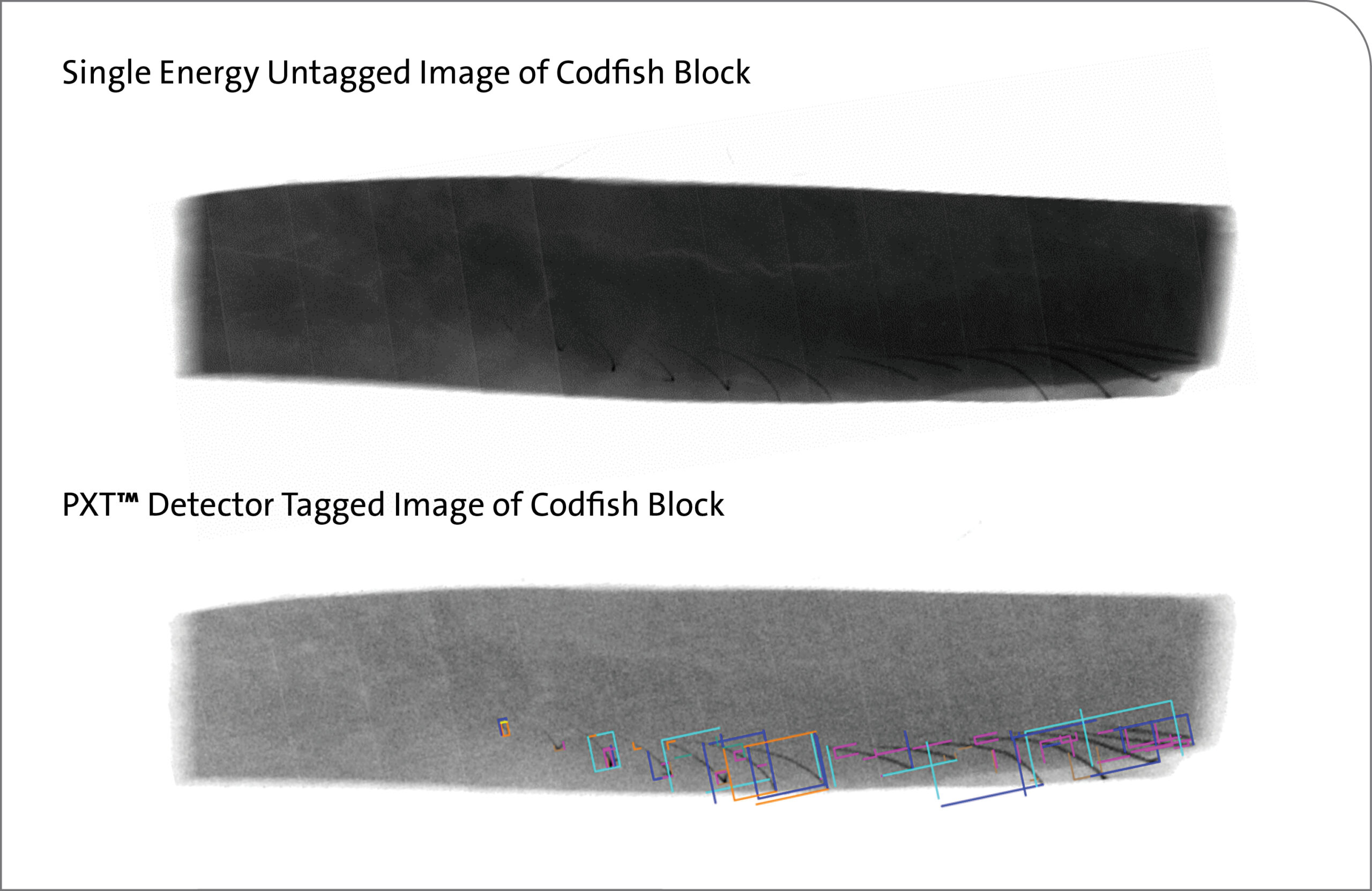 Single Energy & PXT Detector Image of Codfish Block